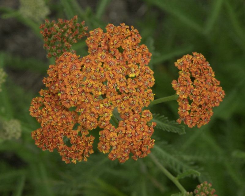 Garten-Schaf-Garbe Terracotta - Achillea millefolium 'Terracotta'