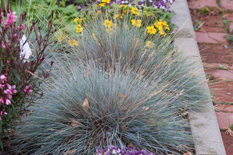 Garten-Schaf-Schwingel - Festuca ovina 'Eisvogel'