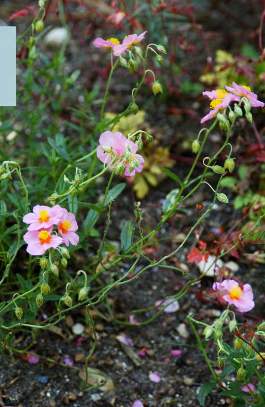 Garten-Sonnenröschen Lawrensons Pink - Helianthemum x cult.'Lawrensons Pink'