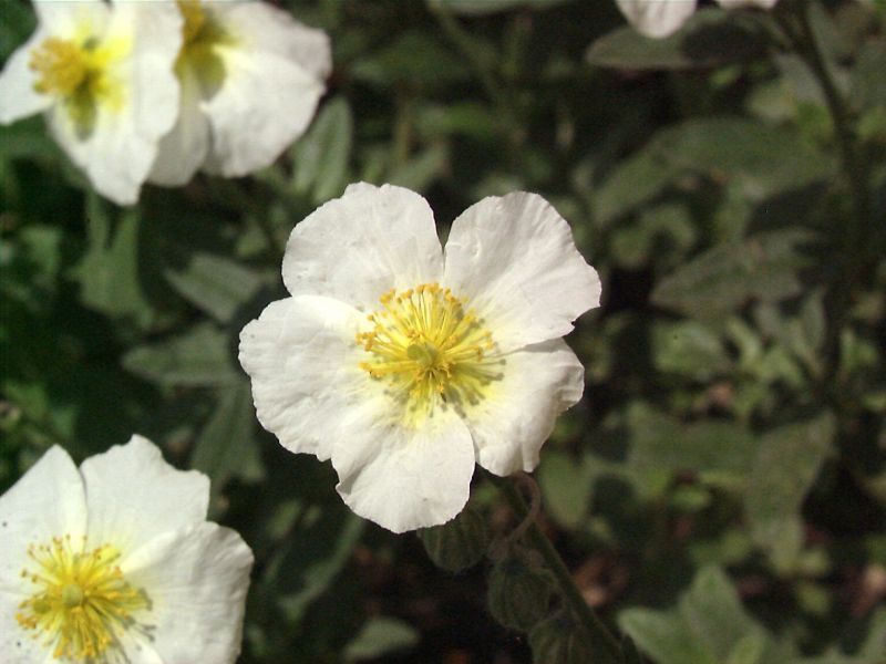 Garten-Sonnenröschen Snow Queen - Helianthemum x cult.'Snow Queen'