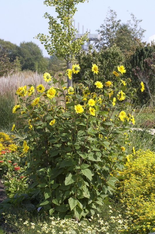 Garten-Stauden-Sonnenblume - Helianthus decapetalus 'Capenoch Star'