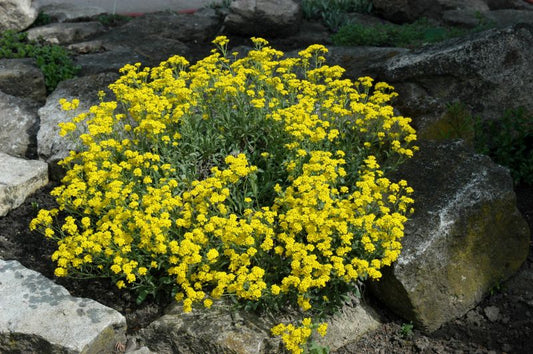 Garten-Steinkresse - Alyssum saxatile 'Compactum'