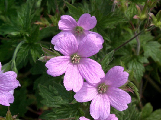 Garten-Storchschnabel Spessart - Geranium macrorrhizum 'Spessart'