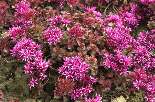 Garten-Teppich-Fettblatt Fuldaglut - Sedum spurium 'Fuldaglut'