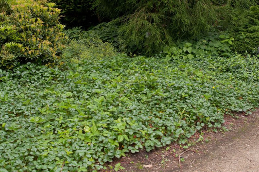 Garten-Zier-Erdbeere - Fragaria chiloense 'Chaval'