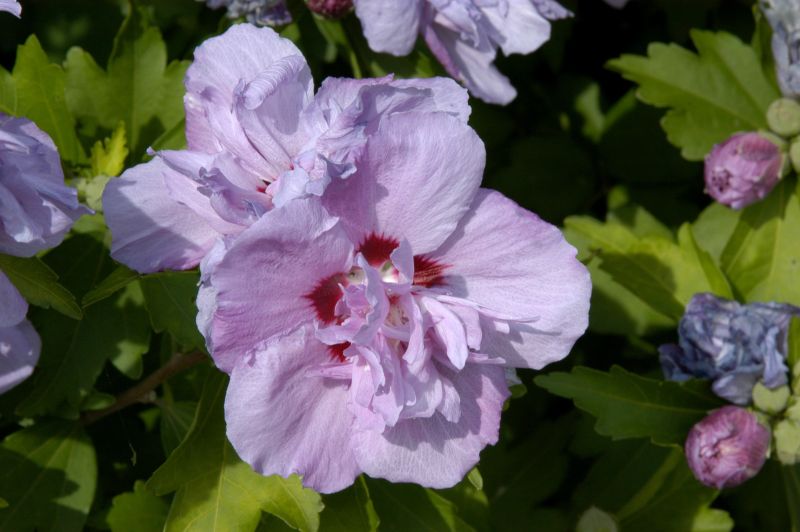 Garteneibisch 'Ardens' - Hibiscus syriacus 'Ardens'