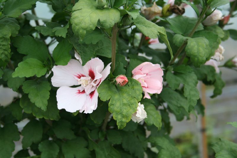 Garteneibisch 'Helene' - Hibiscus syriacus 'Helene'