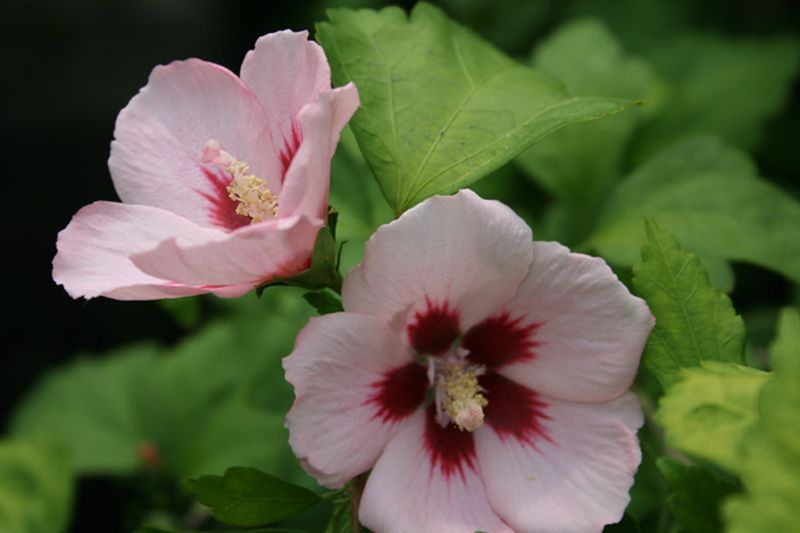 Garteneibisch 'Mathilda' - Hibiscus syriacus 'Mathilda'