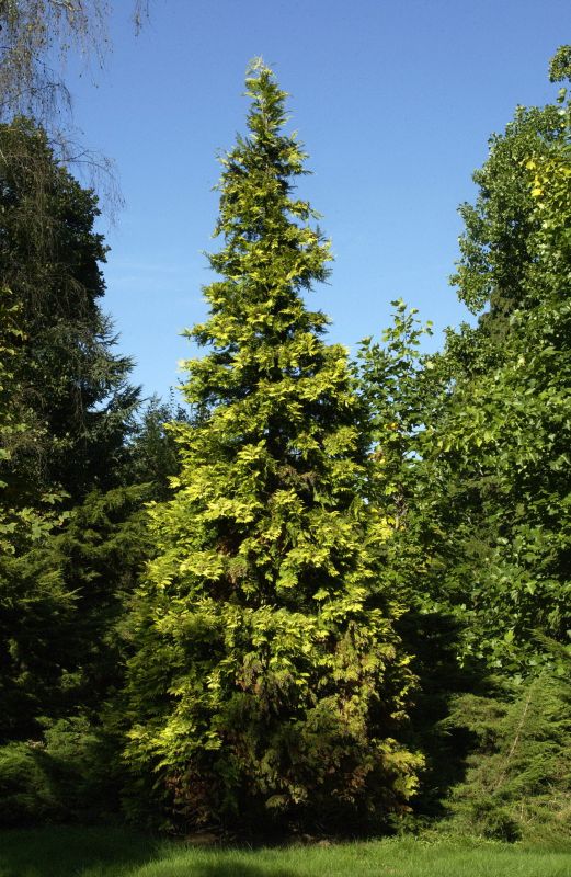 Gartenzypresse 'Ivonne' - Chamaecyparis lawsoniana 'Ivonne'