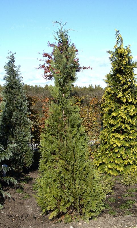 Gartenzypresse 'White Spot' - Chamaecyparis lawsoniana 'White Spot'