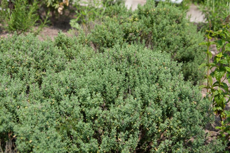 Gedrungener Garten-Thymian - Thymus vulgaris 'Compactus'