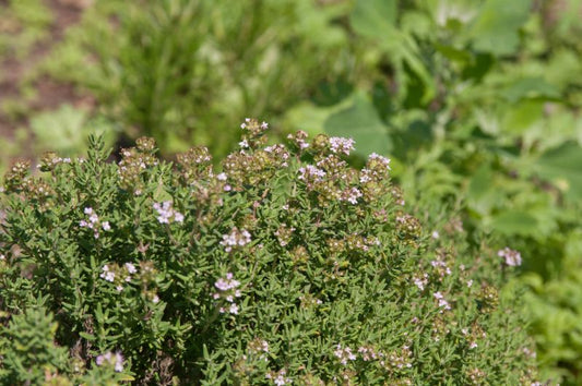 Gedrungener Garten-Thymian - Thymus vulgaris 'Compactus'