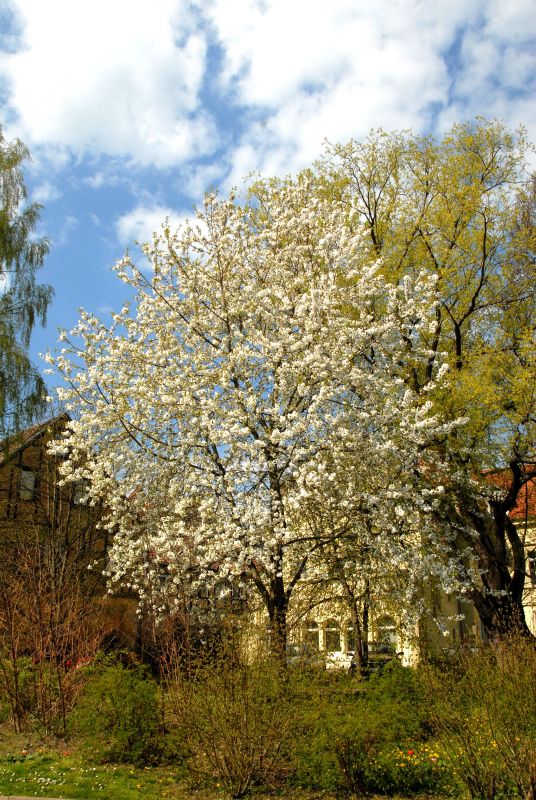 Gefülltblühende Vogelkirsche - Prunus avium 'Plena' CAC