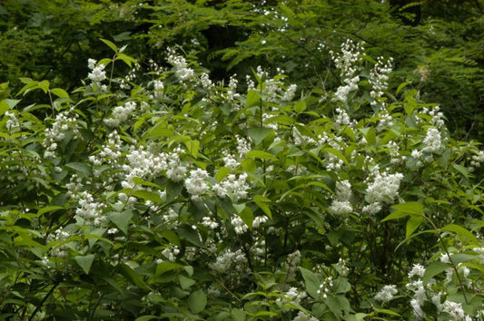 Gefüllter Sternchenstrauch 'Candidissima' - Deutzia scabra 'Candidissima'