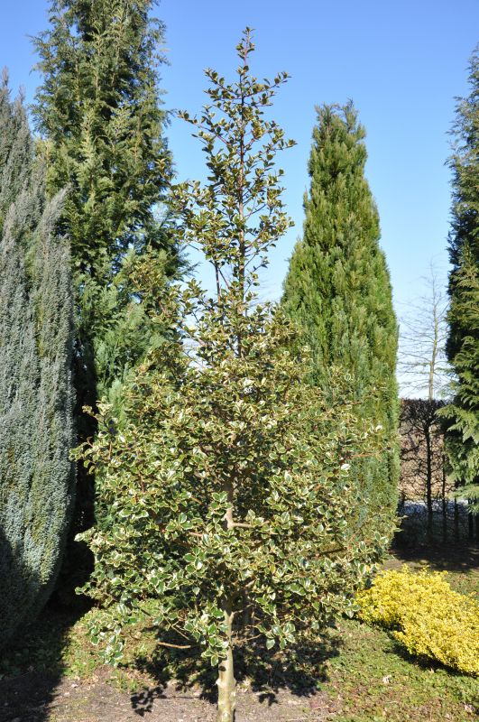 Gelbbunte Stechpalme 'Rubricaulis Aurea' - Ilex aquifolium 'Rubricaulis Aurea'