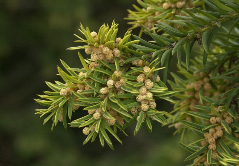 Gelbe Adlerschwingen-Eibe - Taxus baccata 'Dovastonii Aurea'