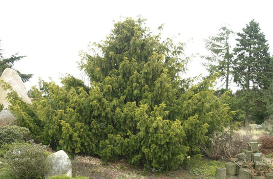 Gelbe Adlerschwingen-Eibe - Taxus baccata 'Dovastonii Aurea'