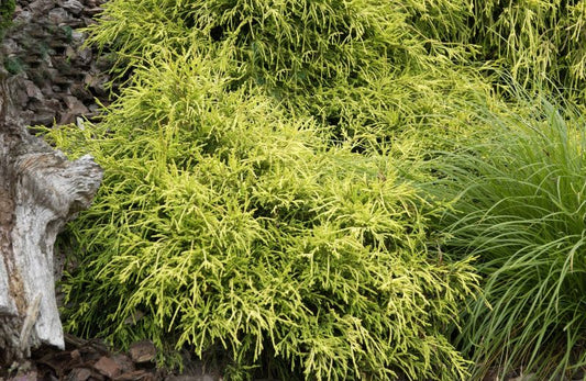 Gelbe Fadenzypresse 'Sungold' - Chamaecyparis pis.'Sungold'