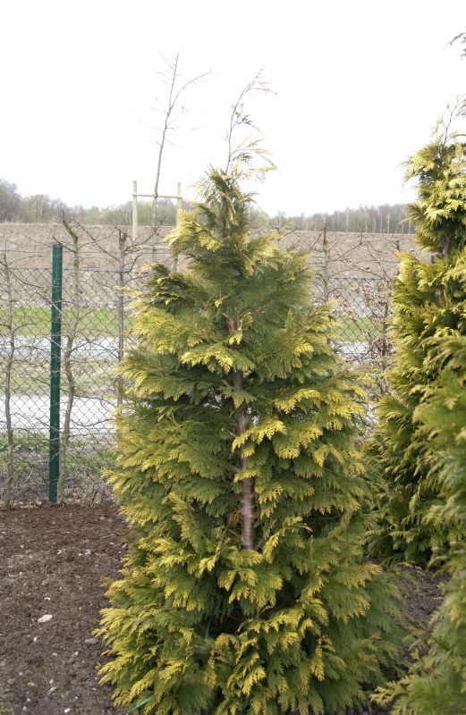 Gelbe Gartenzypresse 'Kelleriis Gold' - Chamaecyparis lawsoniana 'Kelleriis Gold'