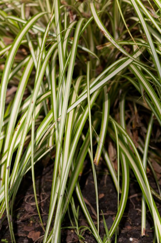 Gelbgrüne Garten-Segge - Carex oshimensis 'Evergold'