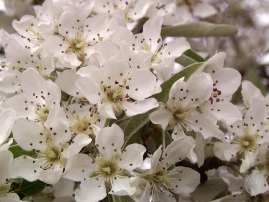 Gemeine Birne - Pyrus communis CAC