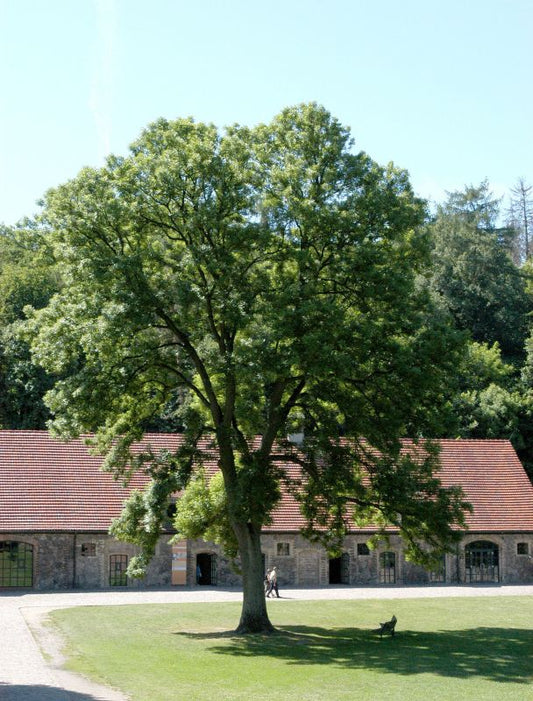 Gemeine Esche - Fraxinus excelsior