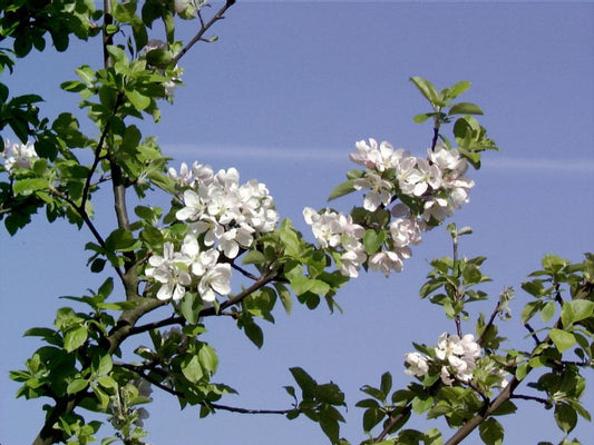 Gemeiner Apfel / Holzapfel / Wildapfel - Malus sylvestris CAC