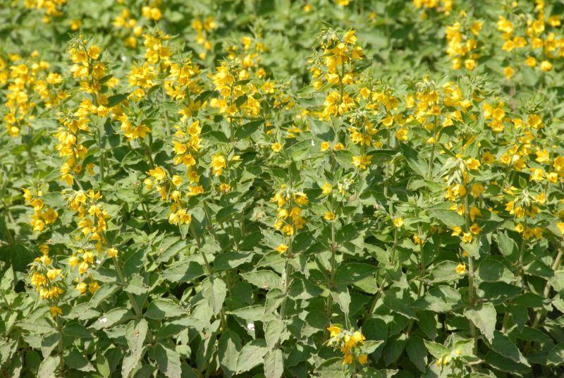 Gepunkteter Gilbweiderich - Lysimachia punctata