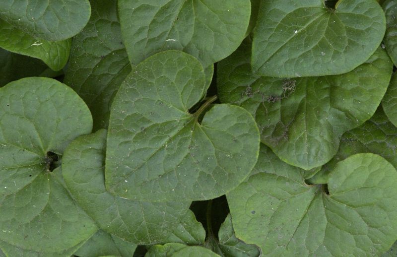 Geschwänzte Haselwurz - Asarum caudatum