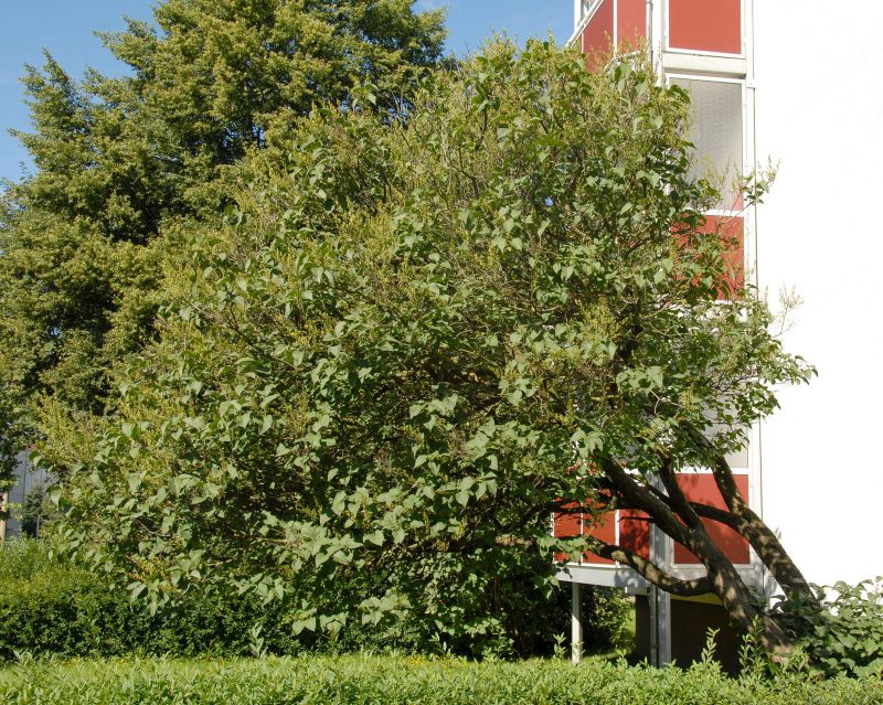 Gewöhnlicher Flieder VgU - Syringa vulgaris VgU