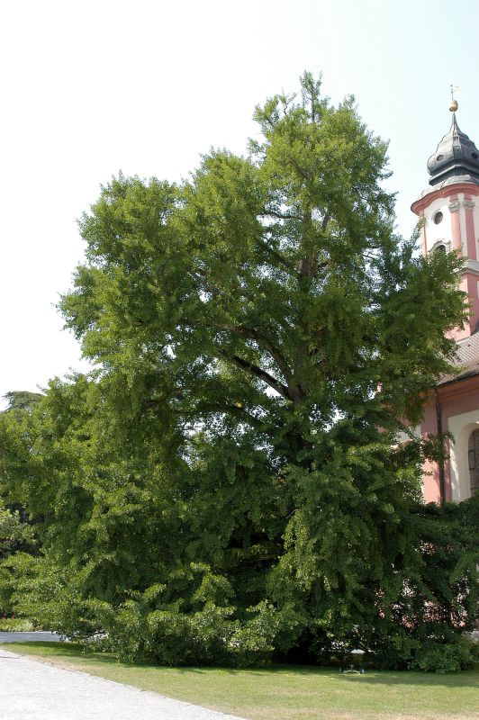 Ginkgobaum Hochstamm / Hausbaum - Ginkgo biloba Baum