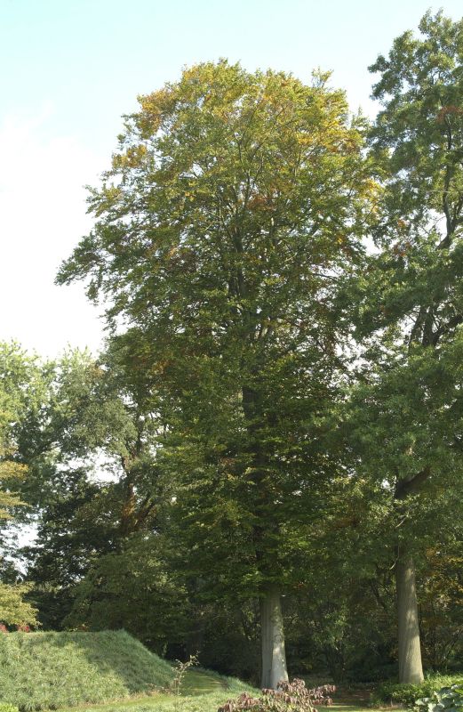 Goldbuche 'Zlatia' - Fagus sylvatica 'Zlatia'