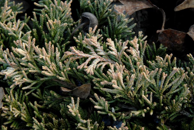 Goldener Teppichwacholder - Juniperus horizontalis 'Golden Carpet'