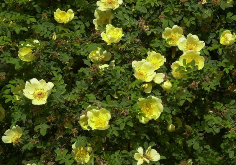Goldgelbe Rose - Rosa hugonis STR