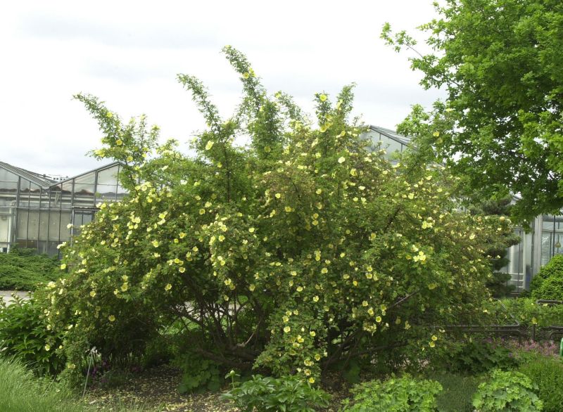 Goldgelbe Rose - Rosa hugonis STR