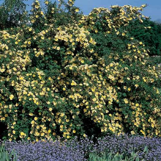 Goldgelbe Rose - Rosa hugonis STR