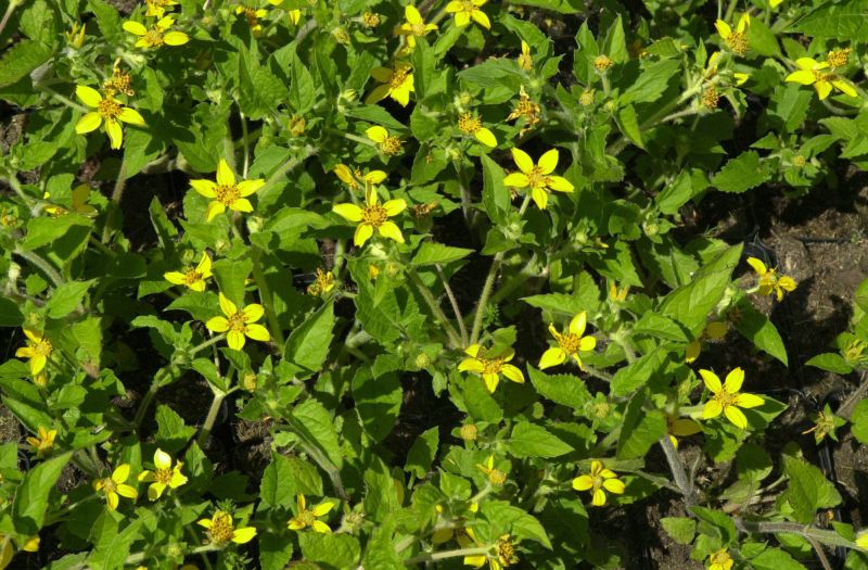 Goldkörbchen - Chrysogonum virginianum