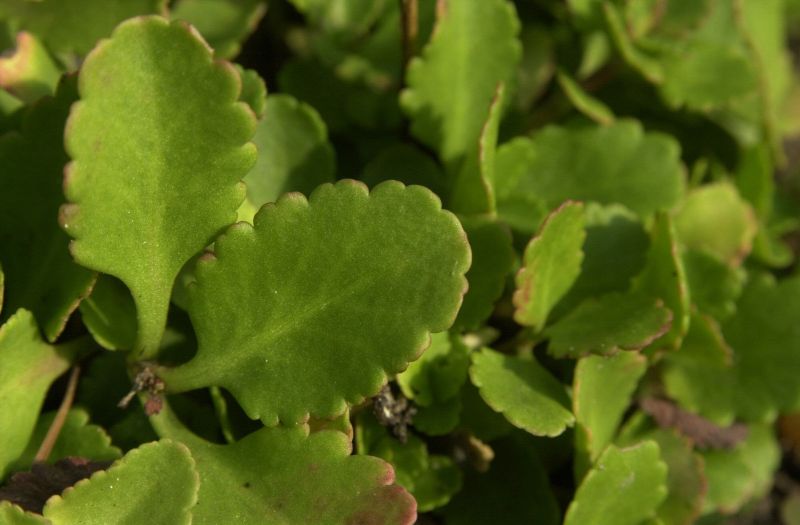 Goldtröpfchen - Chiastophyllum oppositifolium