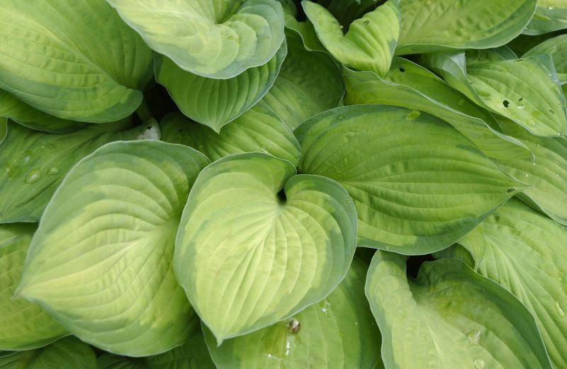 Graublättrige, gelbgrüne Garten-Funkie Gold Standard - Hosta x fortunei 'Gold Standard'