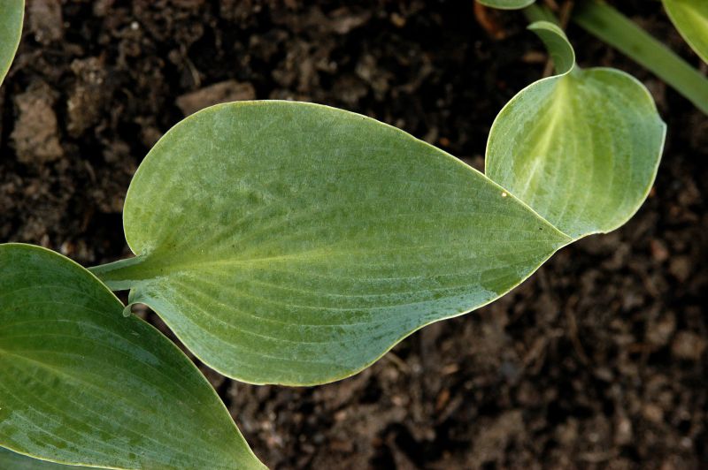 Graublaue Garten-Funkie Halcyon - Hosta x tardiana 'Halcyon'