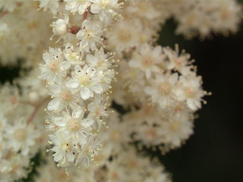 Graugrüne Schaumspiere - Holodiscus discolor ariifolius