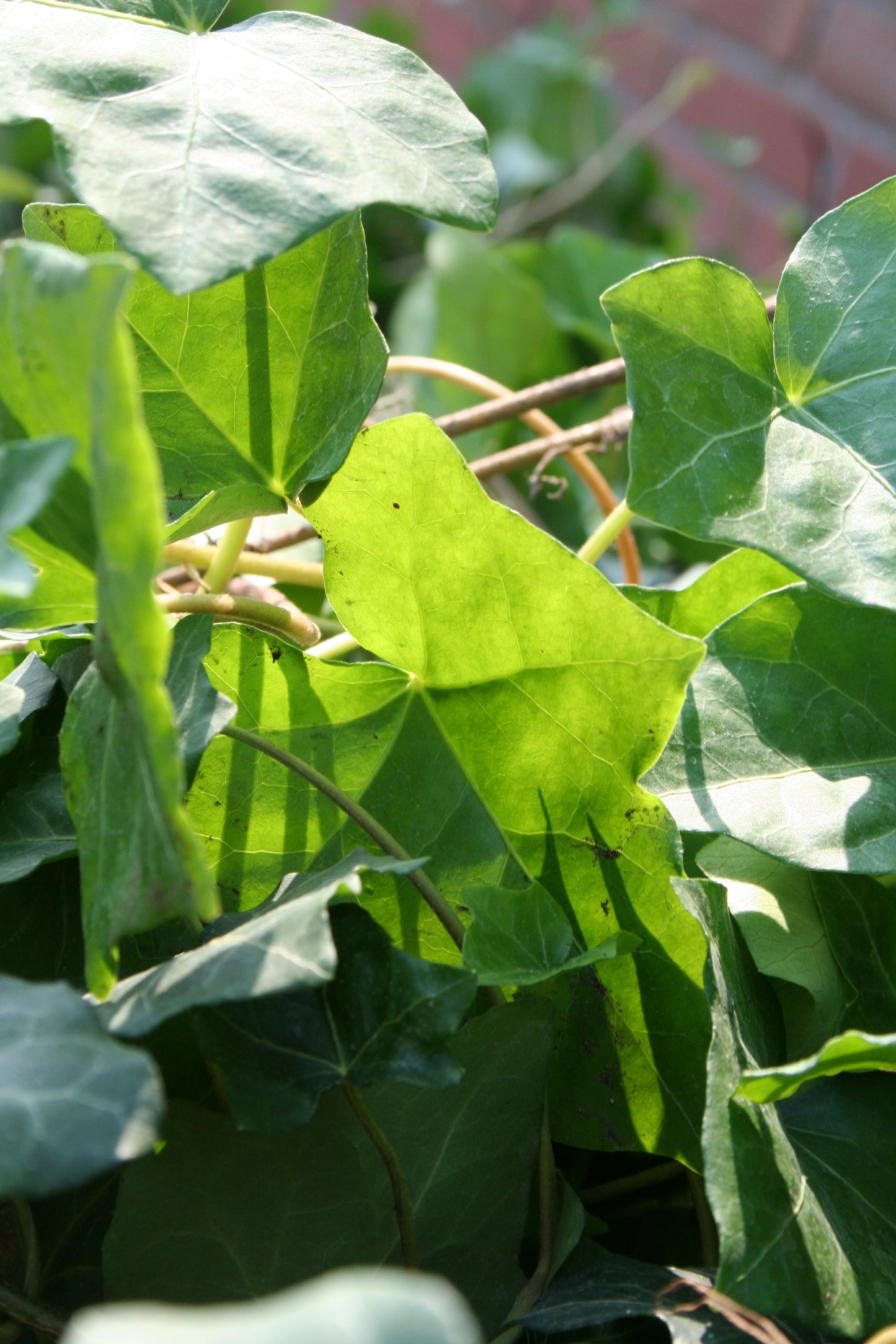 Großblättriger irischer Efeu - Hedera helix hibernica