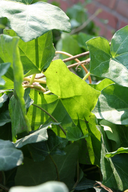 Großblättriger irischer Efeu - Hedera helix hibernica