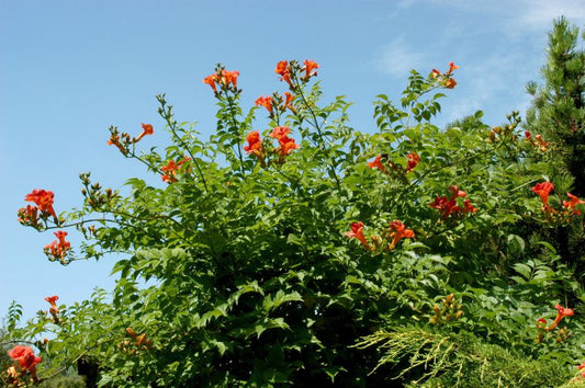 Große Kletter-Trompetenblume 'Mme Galen' - Campsis tagliabuana 'Mme Galen'