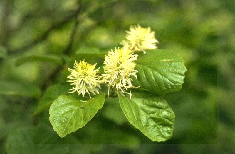 Großer Federbuschstrauch - Fothergilla major
