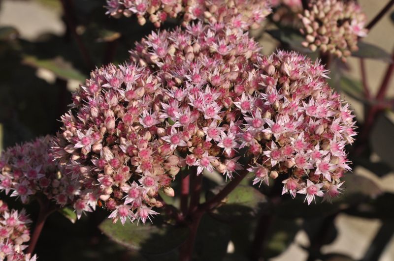 Großes Garten-Fettblatt - Sedum telephium 'Matrona'