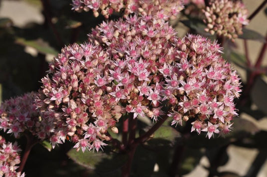 Großes Garten-Fettblatt - Sedum telephium 'Matrona'