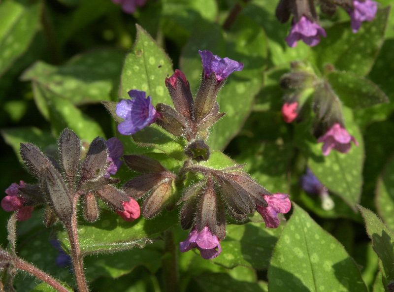 Großgeflecktes Garten-Lungenkraut - Pulmonaria saccharata 'Mrs Moon'