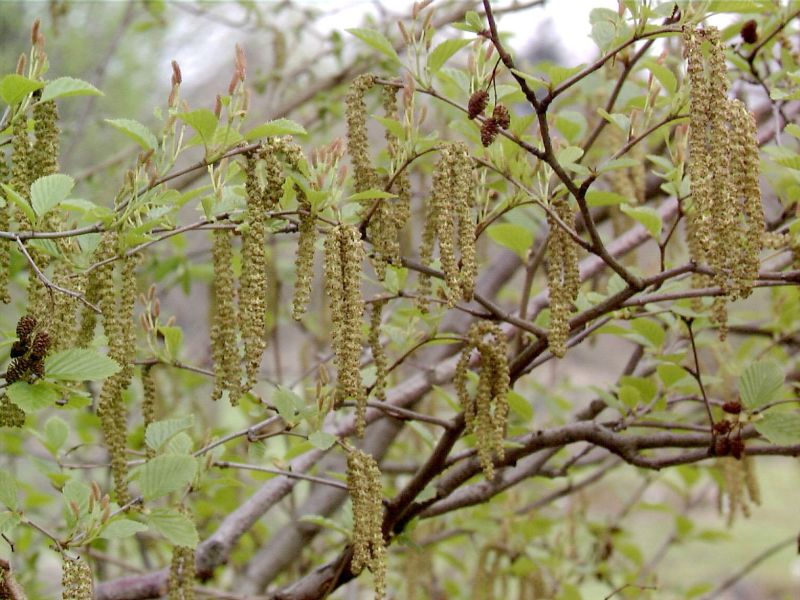 Grünerle, Alpenerle - Alnus viridis