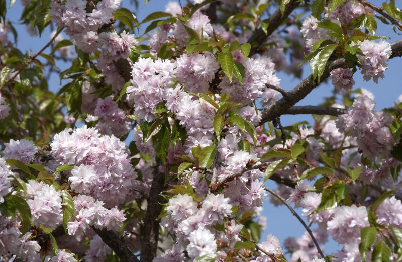Hängende Nelkenkirsche 'Kiku-shidare-zakura' - Prunus serrulata 'Kiku-shidare-zakura' CAC